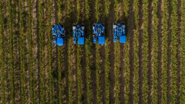 Aerial photo of grape harvesters harvesting grapes in the cape winelands in south africa clipart