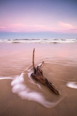Geniş açı, Güney Afrika 'nın Batı Burnu' ndaki Garden Route 'da Witsand plajında sürüklenen bir ağaç dalını yakından görüyor.