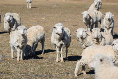 Güney Afrika 'nın batısındaki Touwsrivier Burnu' nun hemen dışındaki Karoo çiftliğindeki bir sürüdeki bazı Merino koyunlarının yakın görüntüsü.