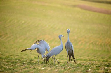 Close up image of Blue Cranes on a wheat field in the overberg of south africa clipart
