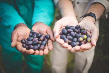 Zeytin bahçesinden yeni toplanmış organik zeytinlerin yakın plan görüntüsü.