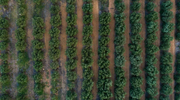 Зображення Оливкового Саду Фермі Південно Африканській Республіці — стокове фото