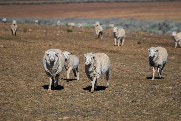 Close up view of some Merino sheep in a flock on a Karoo farm just outside Touwsrivier in the western cape of south africa