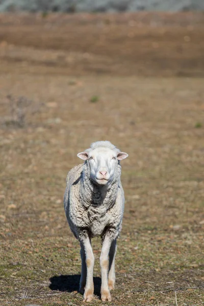 南アフリカの西ケープ州のTouwsrivierのすぐ外のKaroo農場の群れのいくつかのMerino羊の眺め — ストック写真