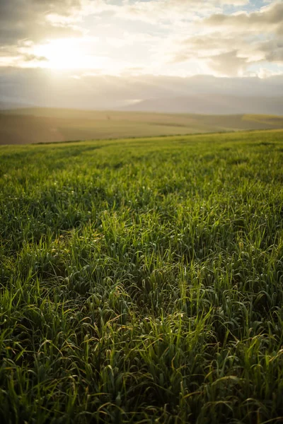Bright Green Wheat Fields Overberg Western Cape South Africa — Stock Photo, Image
