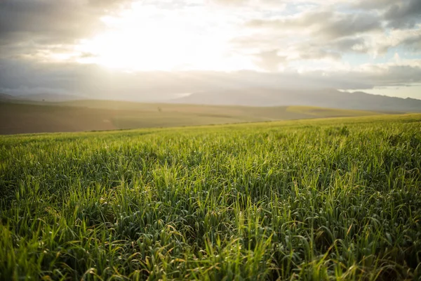 Bright Green Wheat Fields Overberg Western Cape South Africa — Stock Photo, Image
