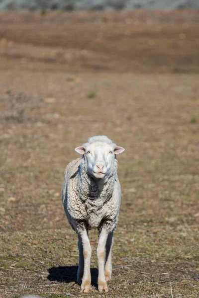 Dicht Zicht Enkele Merino Schapen Een Kudde Een Karoo Boerderij — Stockfoto