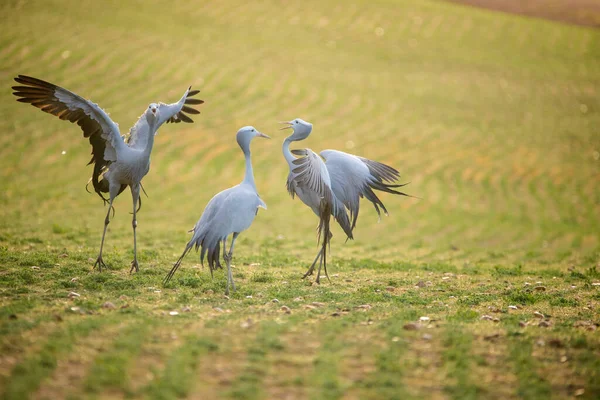 Blisko Wizerunek Błękitnych Żurawi Polu Pszenicy Overbergu Południowej Afryki — Zdjęcie stockowe