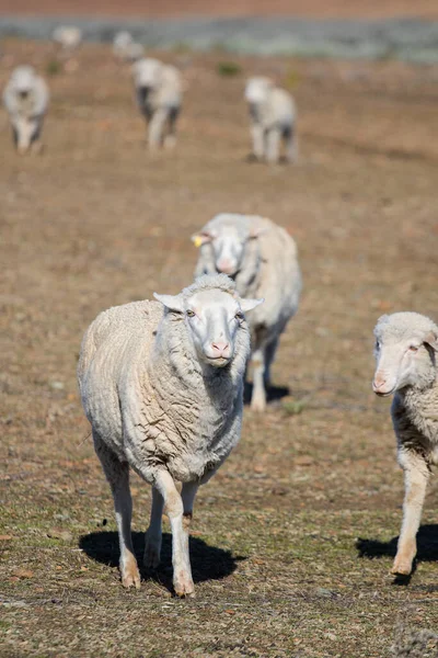 Vista Perto Algumas Ovelhas Merino Rebanho Uma Fazenda Karoo Fora — Fotografia de Stock