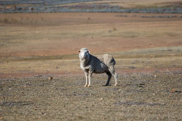 Vista Perto Algumas Ovelhas Merino Rebanho Uma Fazenda Karoo Fora — Fotografia de Stock