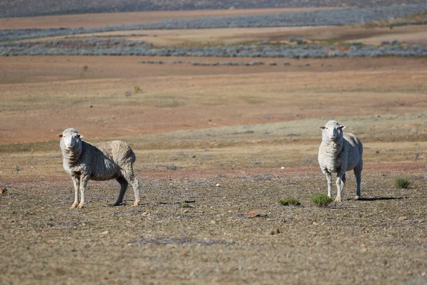 Vista Cerca Algunas Ovejas Merino Una Bandada Una Granja Karoo — Foto de Stock