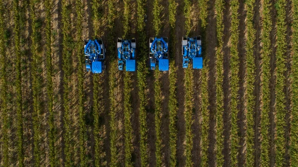 Fotografia Aérea Das Colhedoras Uvas Que Colhem Uvas Nos Vinhedos — Fotografia de Stock