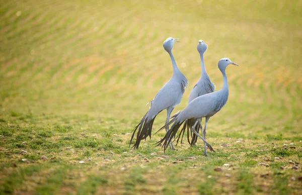 Güney Afrika Daki Bir Buğday Tarlasında Mavi Turna Nın Görüntüsünü — Stok fotoğraf