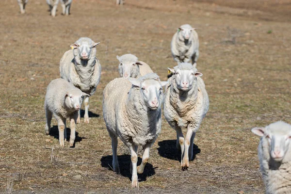 Close up view of some Merino sheep in a flock on a Karoo farm just outside Touwsrivier in the western cape of south africa