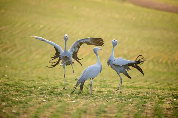 Güney Afrika Daki Bir Buğday Tarlasında Mavi Turna Nın Görüntüsünü — Stok fotoğraf