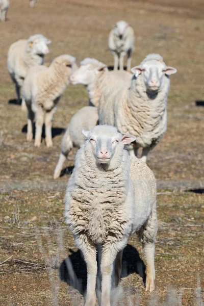 南アフリカの西ケープ州のTouwsrivierのすぐ外のKaroo農場の群れのいくつかのMerino羊の眺め — ストック写真