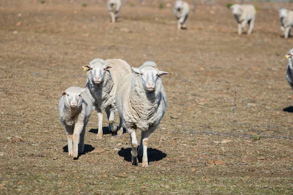 Close Widok Niektórych Owiec Merino Stadzie Farmie Karoo Tuż Touwsrivier — Zdjęcie stockowe