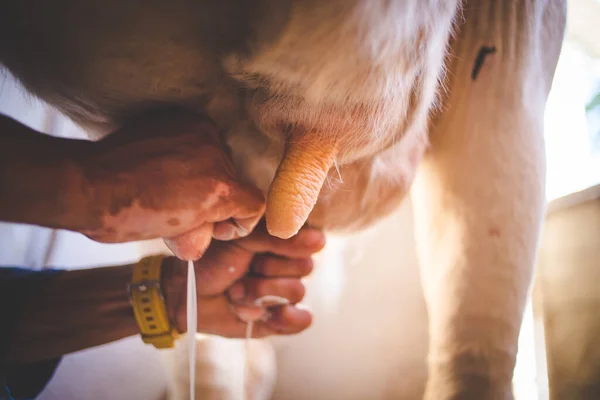 Imagen Cerca Granjero Ordeñando Una Vaca Por Las Manos — Foto de Stock
