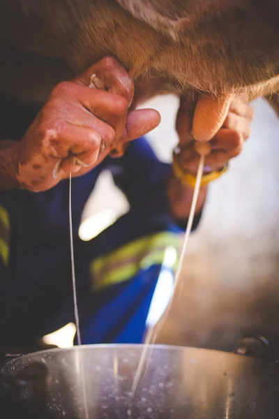 Imagem Perto Fazendeiro Ordenhando Uma Vaca Por Mãos — Fotografia de Stock