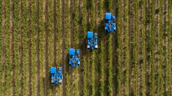 南非海角葡萄园葡萄收获者采摘葡萄的空中照片 — 图库照片