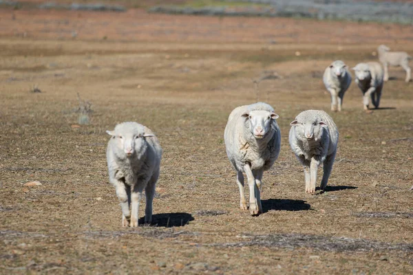Vista Perto Algumas Ovelhas Merino Rebanho Uma Fazenda Karoo Fora — Fotografia de Stock