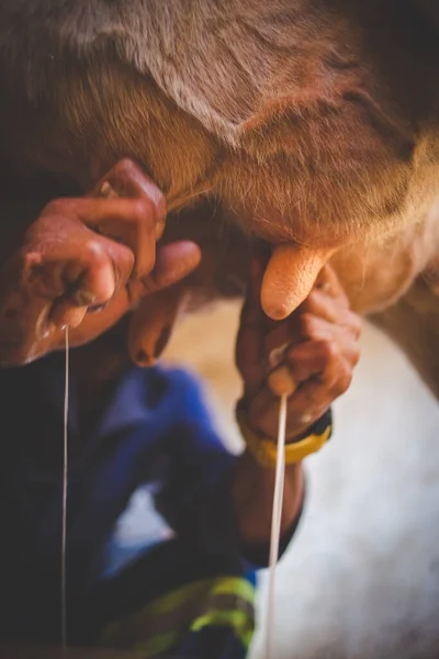 Imagem Perto Fazendeiro Ordenhando Uma Vaca Por Mãos — Fotografia de Stock