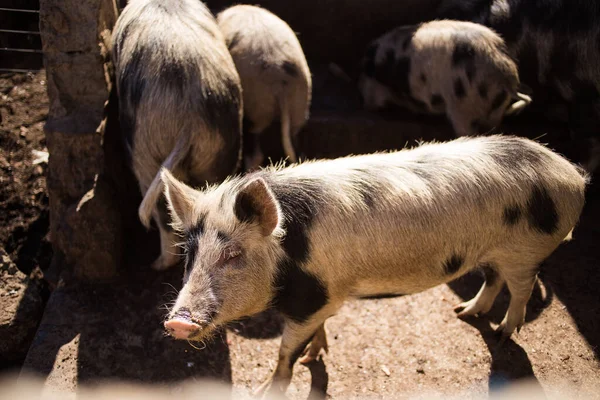 Imagem Perto Porcos Uma Fazenda Rural África Sul — Fotografia de Stock