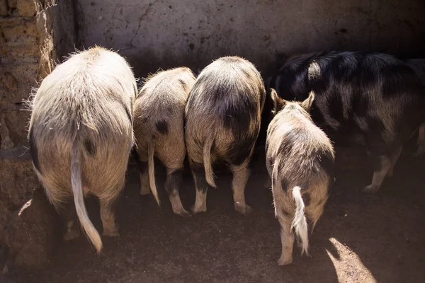 Primer Plano Imagen Cerdos Una Granja Rural Sudáfrica — Foto de Stock