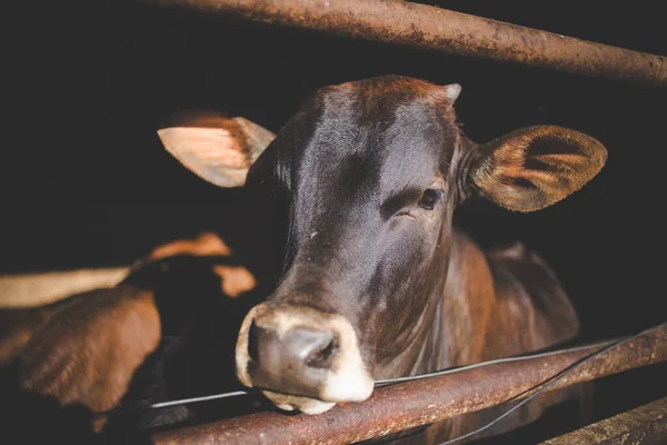 Zbliżenie Obrazu Bydła Wiejskich Farmach Mlecznych Republice Południowej Afryki — Zdjęcie stockowe