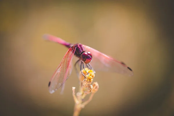 Close Image Red Dragon Fly Sitting Twig Pond Nature — Stock Photo, Image