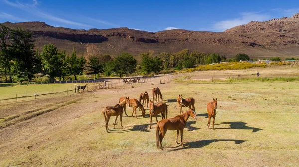 南アフリカの田舎の農場で馬 — ストック写真