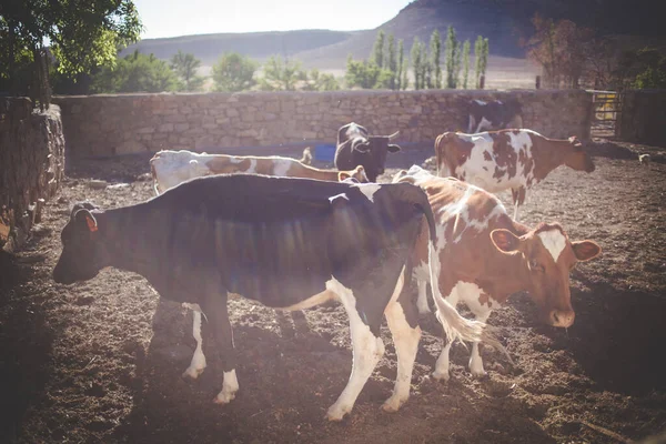 Imagen Cerca Del Ganado Una Granja Lechera Rural Sudáfrica — Foto de Stock