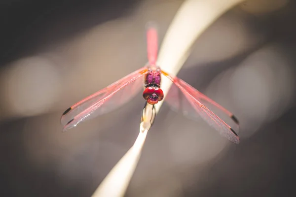 Close Image Red Dragon Fly Sitting Twig Pond Nature — Stock Photo, Image