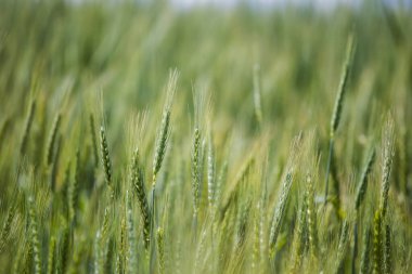 Güney Afrika 'nın batısındaki Swartland bölgesindeki bir çiftlikteki buğday tarlasında bulunan genç yeşil buğdayın yakın görüntüsü.