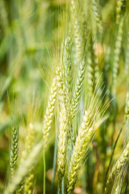 Güney Afrika 'nın batısındaki Swartland bölgesindeki bir çiftlikteki buğday tarlasında bulunan genç yeşil buğdayın yakın görüntüsü.