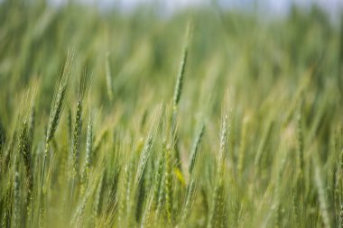 Güney Afrika 'nın batısındaki Swartland bölgesindeki bir çiftlikteki buğday tarlasında bulunan genç yeşil buğdayın yakın görüntüsü.