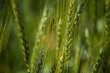 Güney Afrika 'nın batısındaki Swartland bölgesindeki bir çiftlikteki buğday tarlasında bulunan genç yeşil buğdayın yakın görüntüsü.