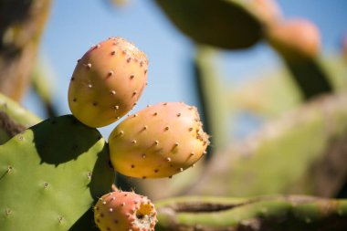 Dikenli armut çalılarını olgun meyvelerle kapatın..