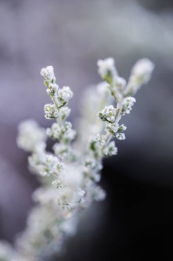 Karoo bitki örtüsündeki buzun makro görüntüsünü kapatın Batı Burnu 'ndaki Touwsrivier' in sert kış sabahında