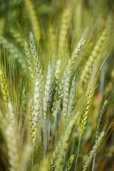 Close View Young Green Wheat Wheat Field Farm Swartland Region — Stock Photo, Image