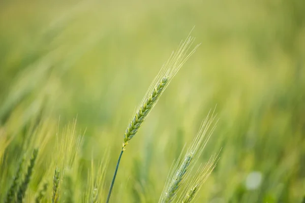 Закрыть Вид Молодую Зеленую Пшеницу Пшеничном Поле Ферме Регионе Швартленд — стоковое фото