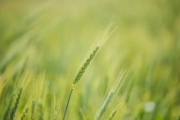 Közelkép Fiatal Zöld Búza Egy Búzaföldön Egy Gazdaságban Swartland Régióban — Stock Fotó