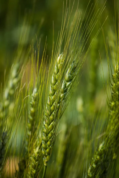 Close View Young Green Wheat Wheat Field Farm Swartland Region — Stock Photo, Image