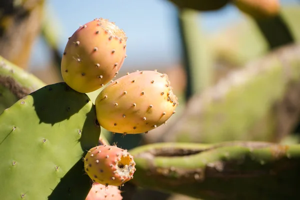 Vista Cerca Del Arbusto Pera Espinosa Con Fruta Madura —  Fotos de Stock