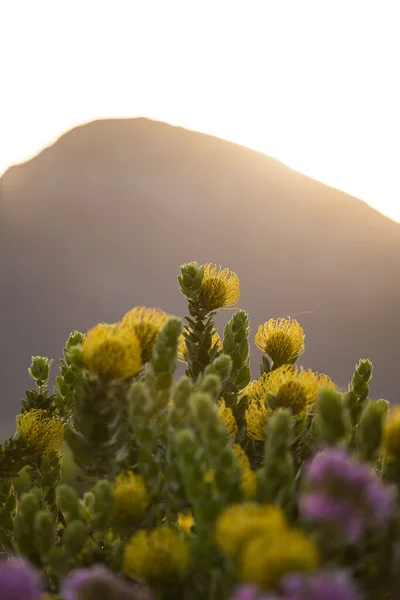 Вигляд Яскраво Жовтого Спельдекусингу Або Pincushion Proteas Росте Фінбоші Біомі — стокове фото