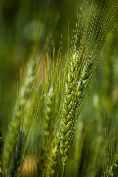 Close View Young Green Wheat Wheat Field Farm Swartland Region — Stock Photo, Image