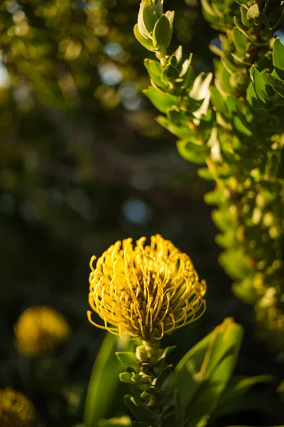 Close View Bright Yellow Speldekussing Pincushion Proteas Growing Fynbos Biome — Stock Photo, Image