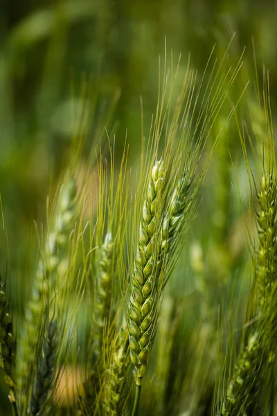 Close View Young Green Wheat Wheat Field Farm Swartland Region — Stock Photo, Image