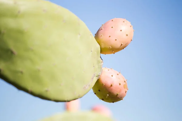 Nahaufnahme Von Kaktusfeige Mit Reifen Früchten — Stockfoto