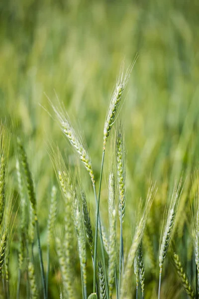 Зблизька Подивіться Молоду Зелену Пшеницю Полі Пшениці Фермі Свартленді Західному — стокове фото